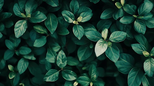 Dense green foliage close-up with overlapping leaves. Period.