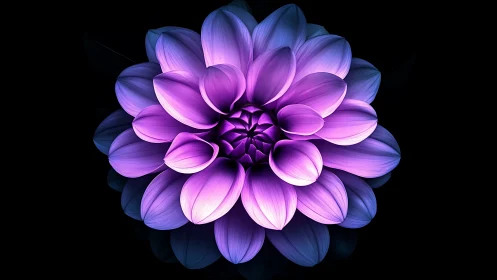 Neon Dahlia with Radiant Gradient Petals Against Black Background.