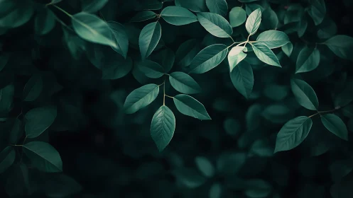 Lush Green Leaves in Soft Natural Light, Minimalist Botanical Style.