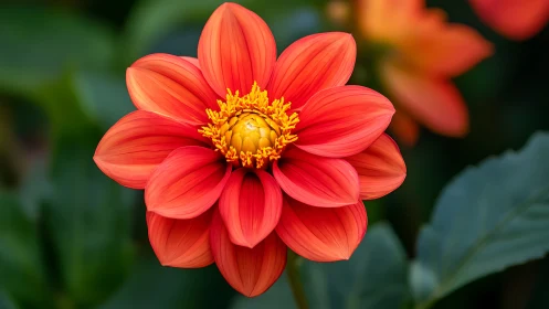 Coral Dahlia Performs Its Floral Grand Finale