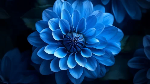 Blue dahlia flower opens its layered petals in dark setting.