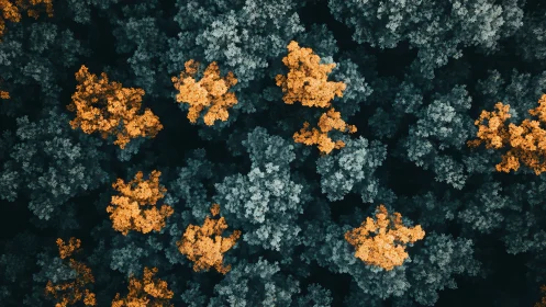 Aerial view of mixed-color forest canopy in seasonal contrast.