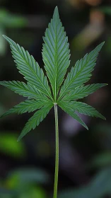 Solitary cannabis leaf against deep blurred greenery.