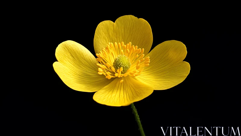 Yellow buttercup flower on black isolated background.