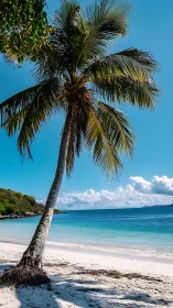 Coconut Palm on Sandy Beach with Turquoise Water.