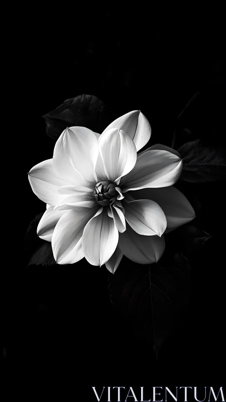 Monochromatic Dahlia on Dark Ground: High-Contrast Floral Study.