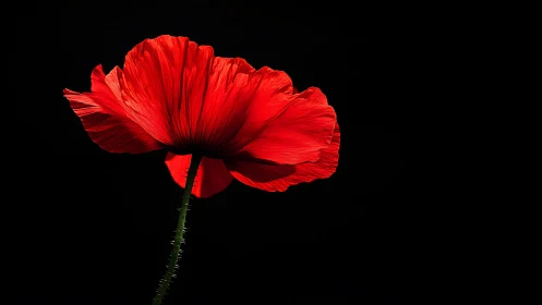 Red Poppy Bloom. Delicate petals against darkness. Backlit.