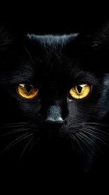 Black Cat's Hypnotic Gaze: Golden Eyes Pierce Through Darkness