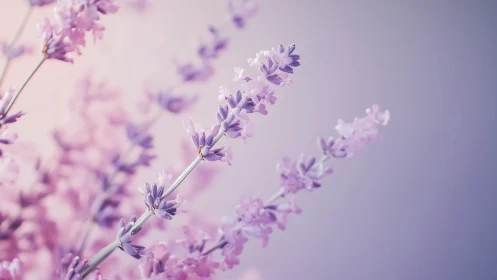 Soft lavender daydreams in lilac and rose light.