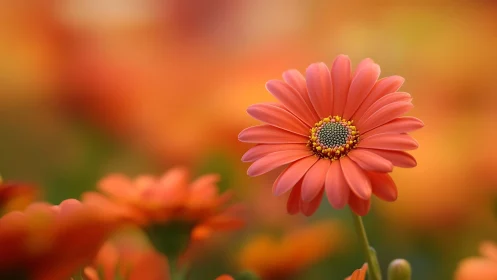 Coral Gerbera Daisy Centered in Warm Golden Bokeh Garden