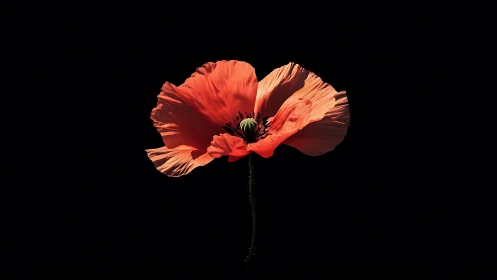 Glowing Red Poppy Bloom Against Deep Black