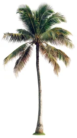 Tall coconut palm tree stands isolated on clean white