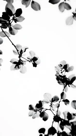 Monochrome branches and leaves against clear sky backdrop.