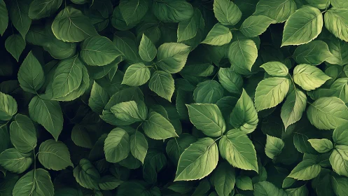 Leafsong drifts across a deep-green forest carpet
