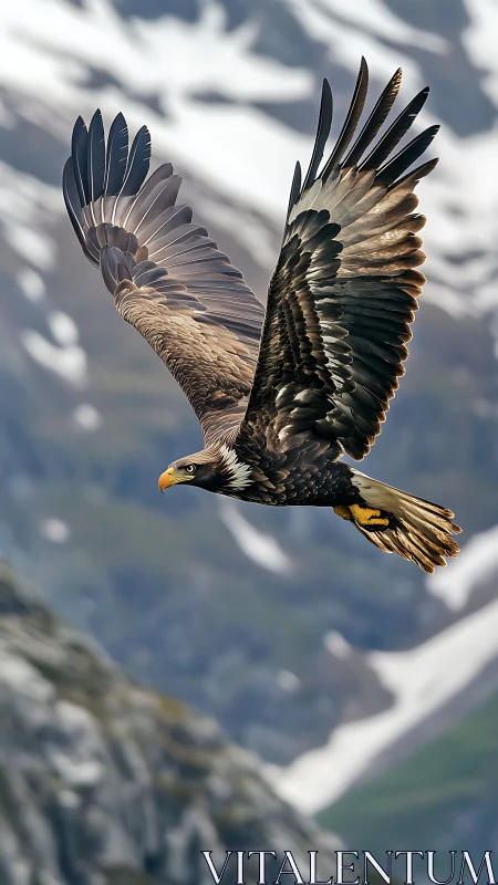Soaring eagle cutting across blurred alpine snowfields.