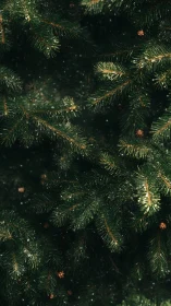 Close view of evergreen conifer branches with light snow.