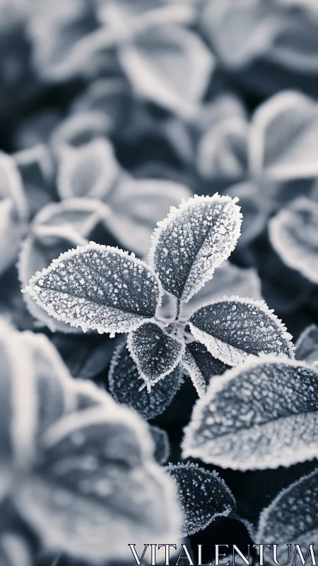 Frosted leaves macro study with cool monochrome tones.