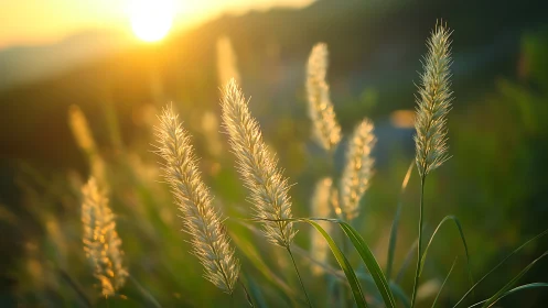 Sunlit grass seed heads stand in shallow-focus backlighting