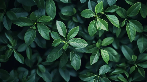 Vibrant Green Leaves in Soft Natural Light, Botanical Close-Up.