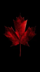 Red maple leaf silhouette is centered on a black background