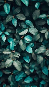 Teal-toned foliage fills frame in lush layered pattern.