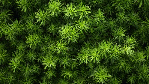 Lush needle-like green foliage forms a dense natural carpet.