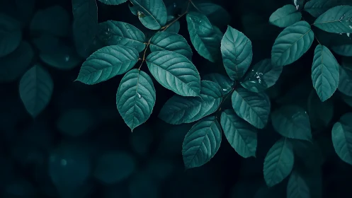 Midnight teal foliage whispering in a quiet forest hush.