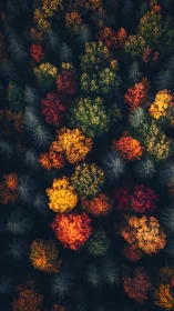 Forest fireworks erupt in patchwork bursts of autumn color