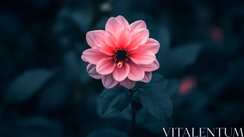 Pink Dahlia with Dark Teal Background.