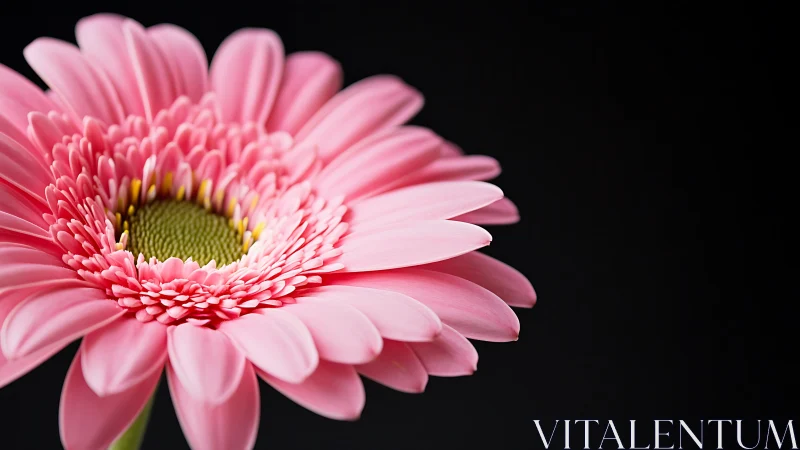 Pink Gerbera Daisy Against Black Background.