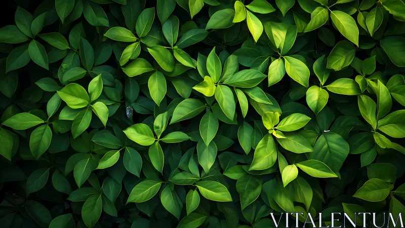 Lush green foliage creates a dense natural leaf tapestry.