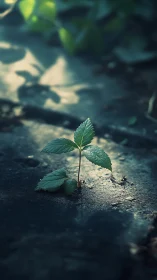 Young green plant emerging through dark stone surface.