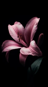 Pink Lily Petals. Dark Botanical Studio Shot.