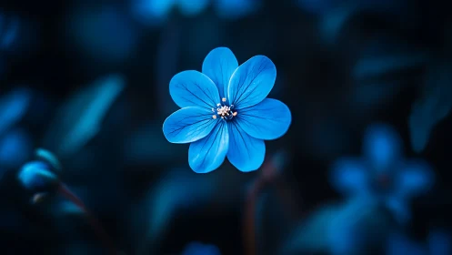 Luminous Cerulean Bloom in Twilight's Embrace.