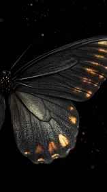Butterfly wing shows black surface with gold reflective spots.