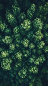 Aerial forest canopy with differentiated tree clustering patterns.
