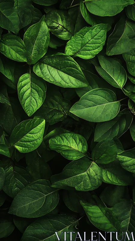 Overhead view shows dense arrangement of overlapping green leaves