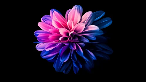 Bilateral Symmetrical Dahlia With Gradient Color Transition And Reflective Surface
