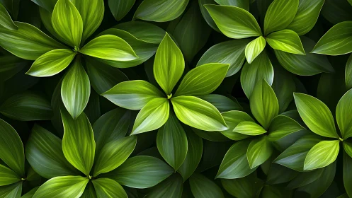 Lush green foliage forms layered radial leaf patterns