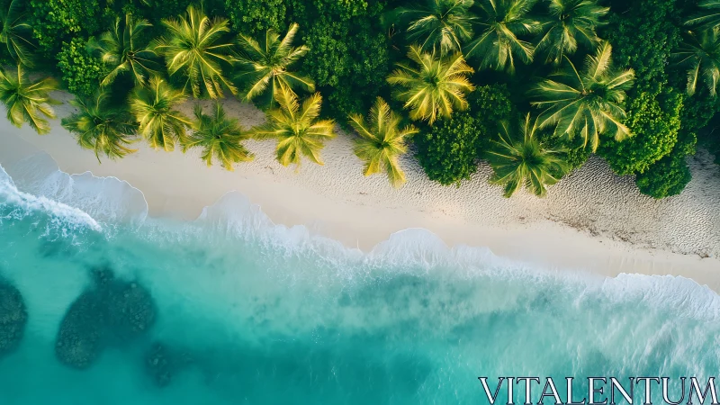 Aerial Tropical Shoreline with Coconut Palm Distribution.