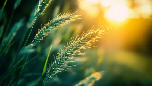 Sunlit meadow whiskers catching the last golden hush.