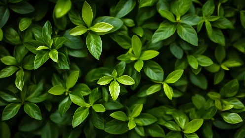 Emerald leaf chorus weaving a tranquil forest whisper.