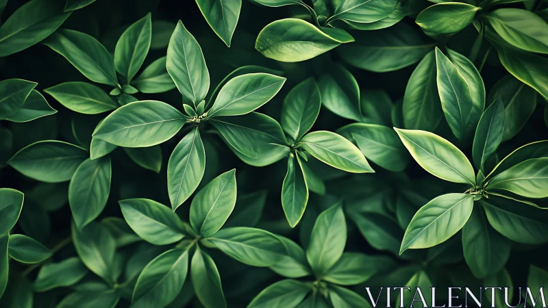 Overhead arrangement of dense green elliptical foliage cluster.