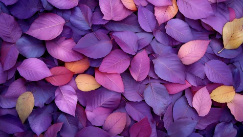 Radiant purple leaves create a soothing, colorful blanket