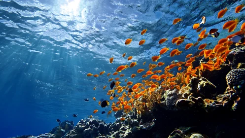 Orange reef fish over coral slope under clear blue water.