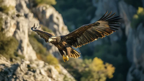 Majestic Golden Eagle Soaring Over Rocky Landscape, Nature Photography.