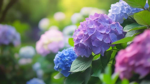 Garden's Gentle Spectrum: Hydrangeas in Full Bloom.