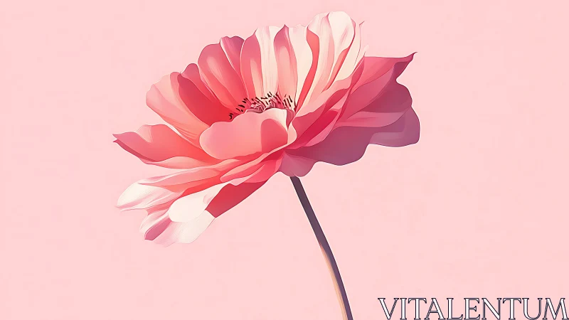 Pink Layered Flower with Translucent Petals Against Soft Background