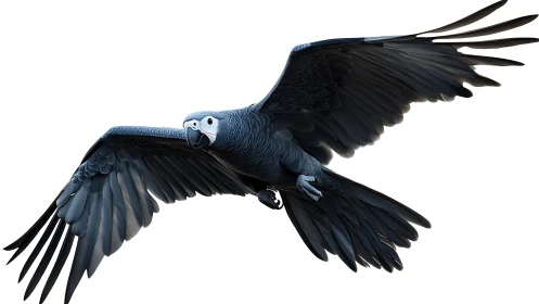 Majestic black parrot in flight, realistic digital illustration.
