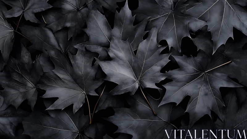 Midnight maple leaves rehearse quiet storms in matte charcoal